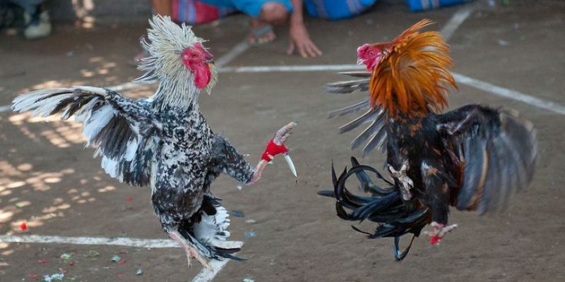 Các giống gà đá cựa dao Các giống gà đá cựa dao