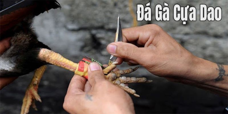 Giới thiệu đá gà cựa dao Giới thiệu đá gà cựa dao