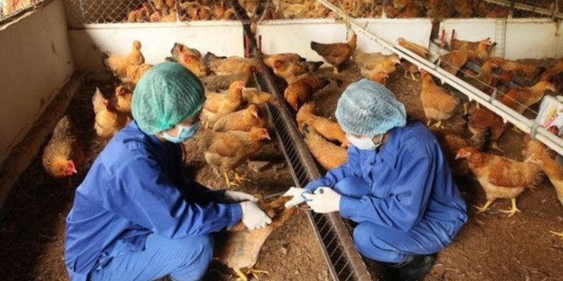 Áp dụng một số thuốc đặc trị bệnh cúm ở gà