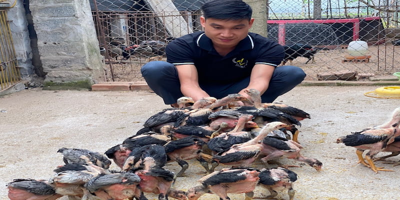 Những điều cần làm khi gà bị nhiễm bệnh