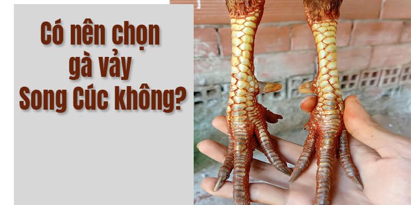 Những chiến kê vẫn có thể ra sân dù có vảy song cúc