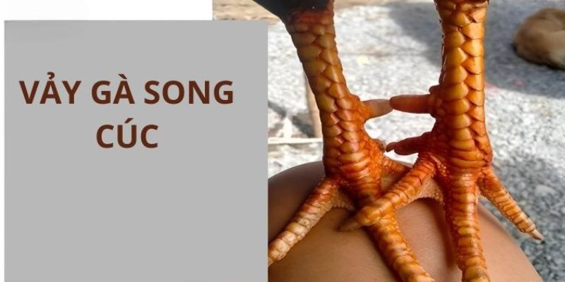 Đặc điểm cơ bản của vảy gà song cúc