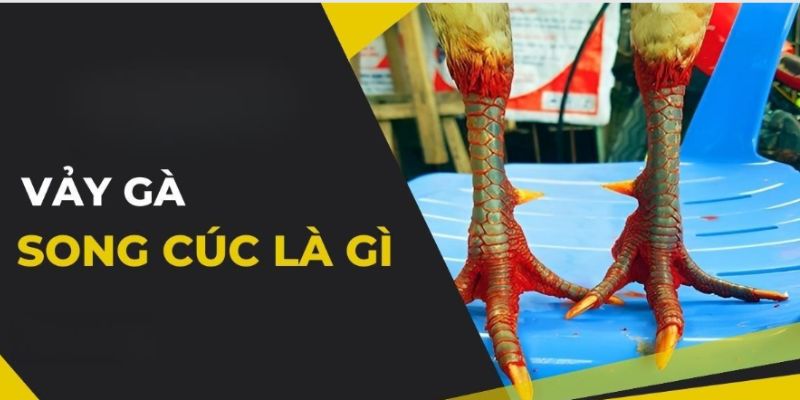 Đôi nét sơ lược về vảy gà song cúc