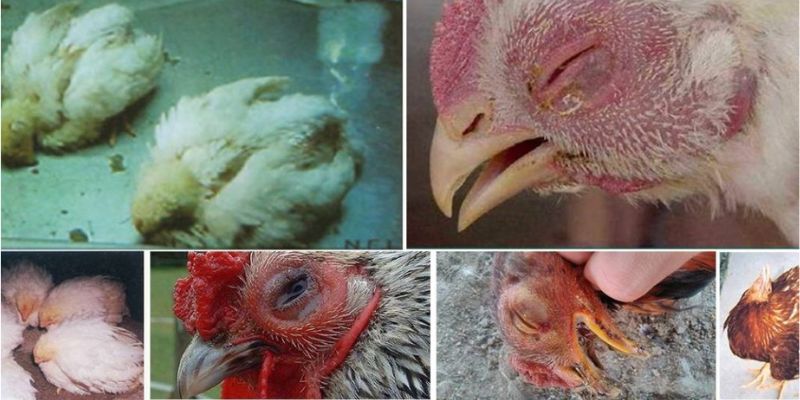 Trường hợp gà nhiễm bệnh do thức ăn hoặc nước uống